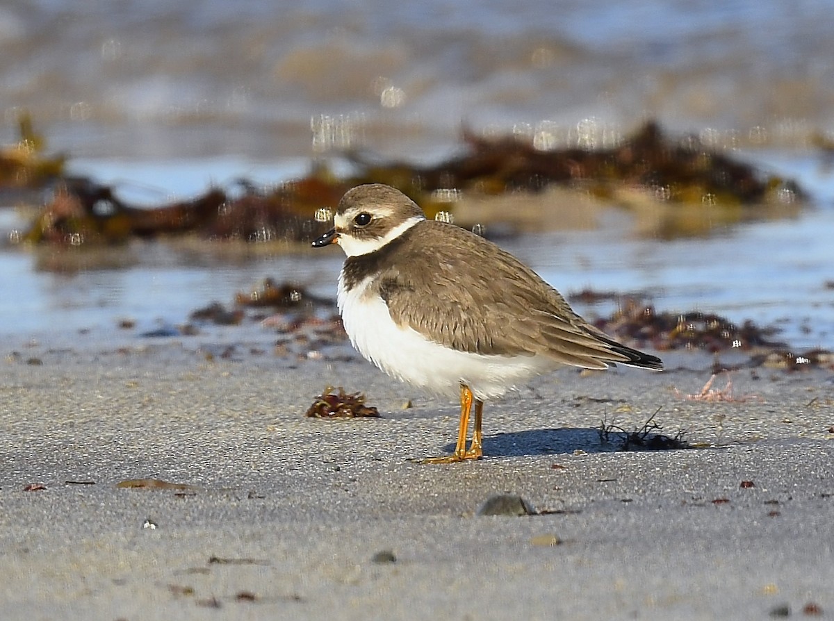 Semipalmated Plover - ML643459514