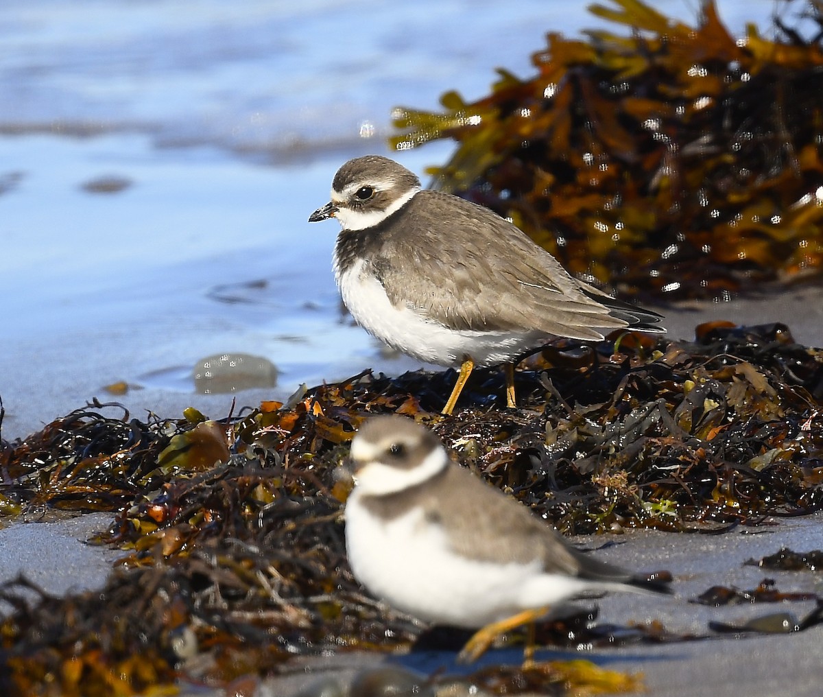 Semipalmated Plover - ML643459515
