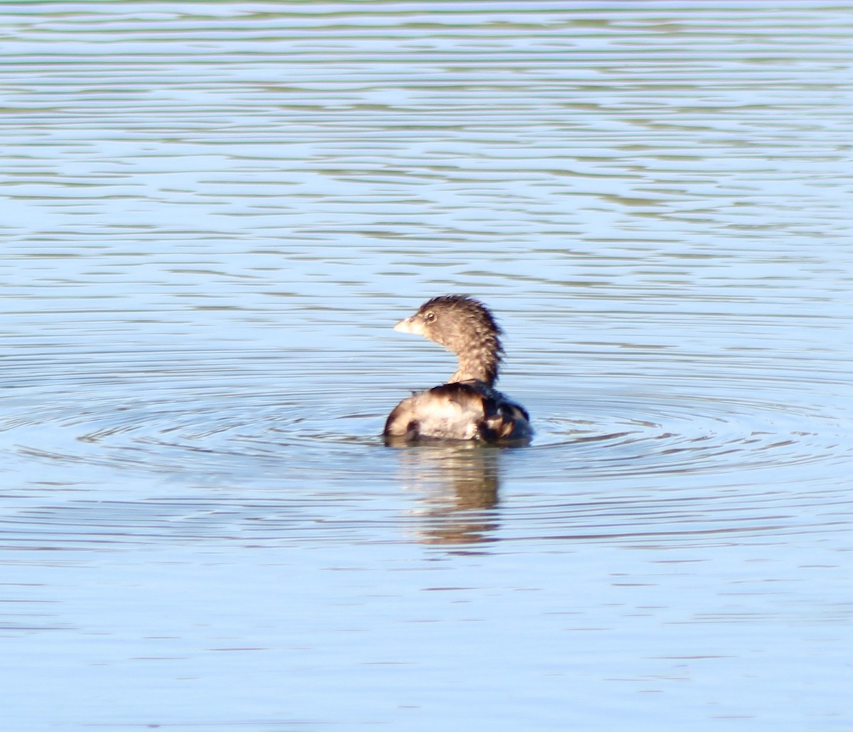 Pied-billed Grebe - ML643459522