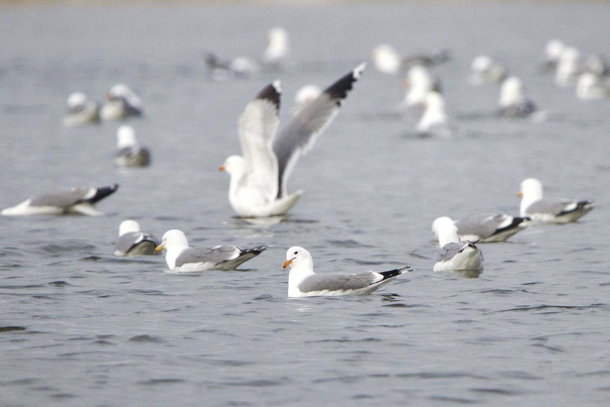 California Gull - ML643459531