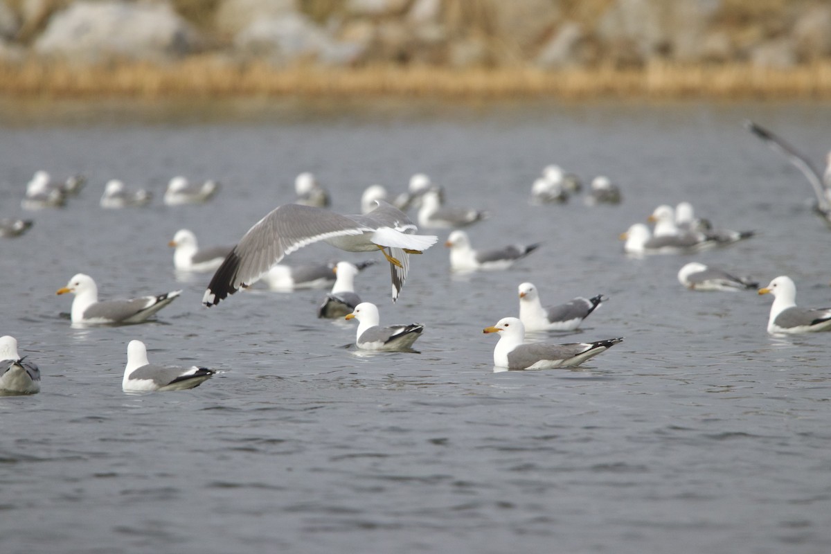 California Gull - ML643459532
