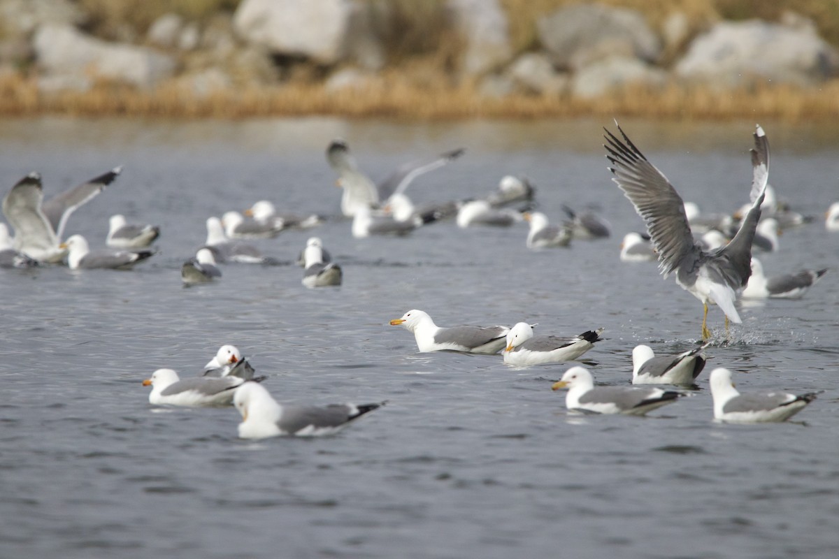 California Gull - ML643459533
