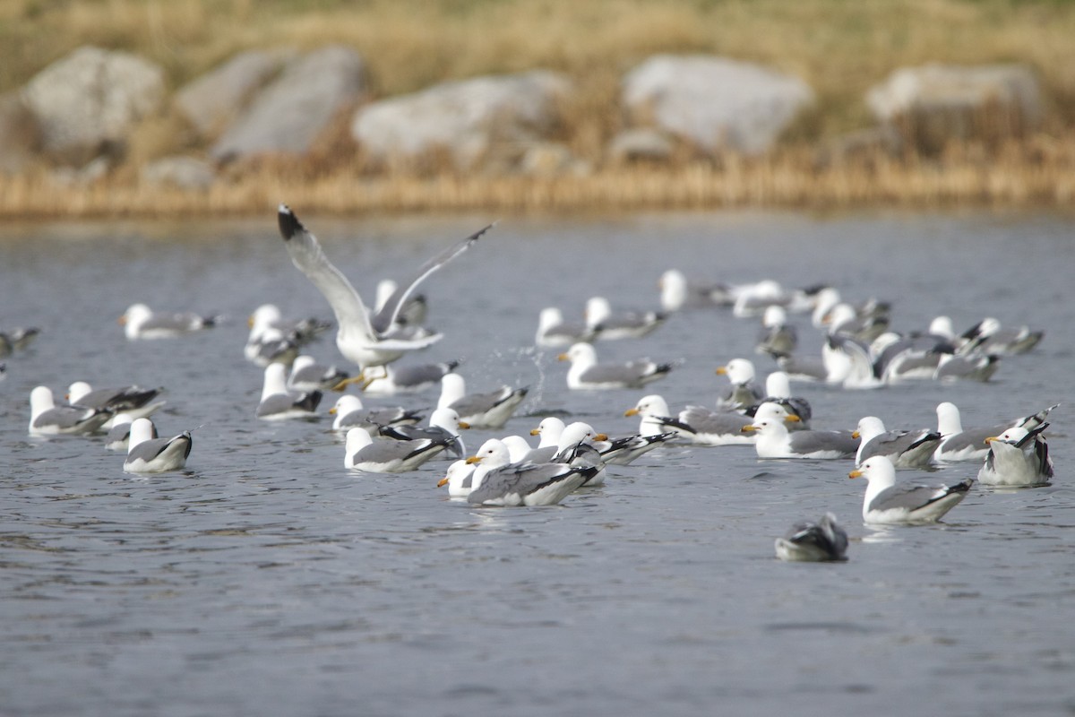 California Gull - ML643459534