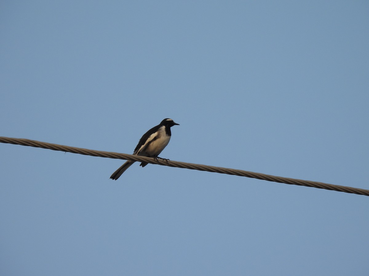 White-browed Wagtail - ML643459535