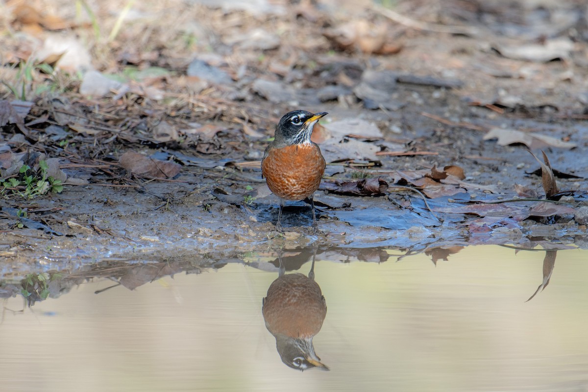 American Robin - ML643459542