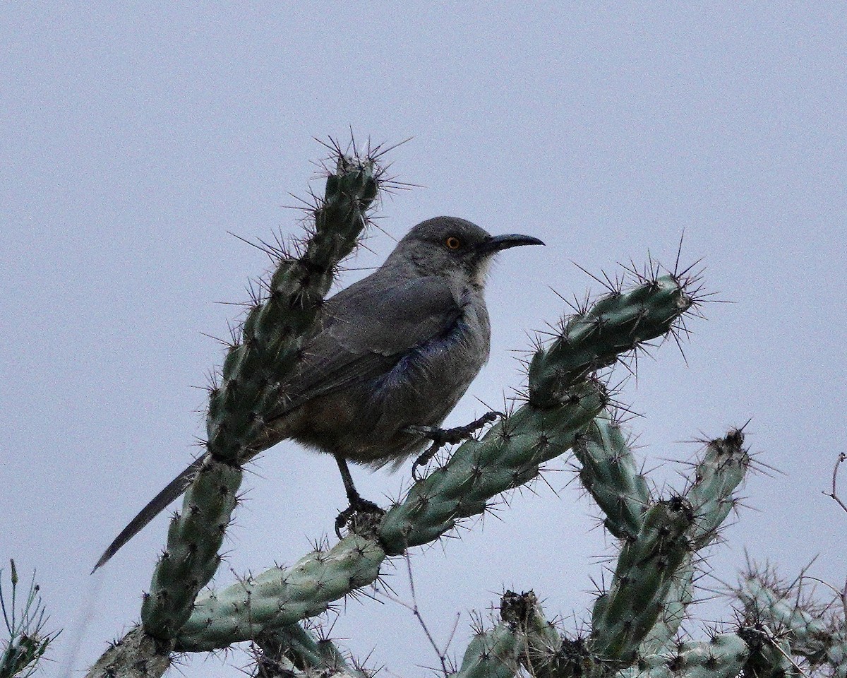 Curve-billed Thrasher - ML643459545