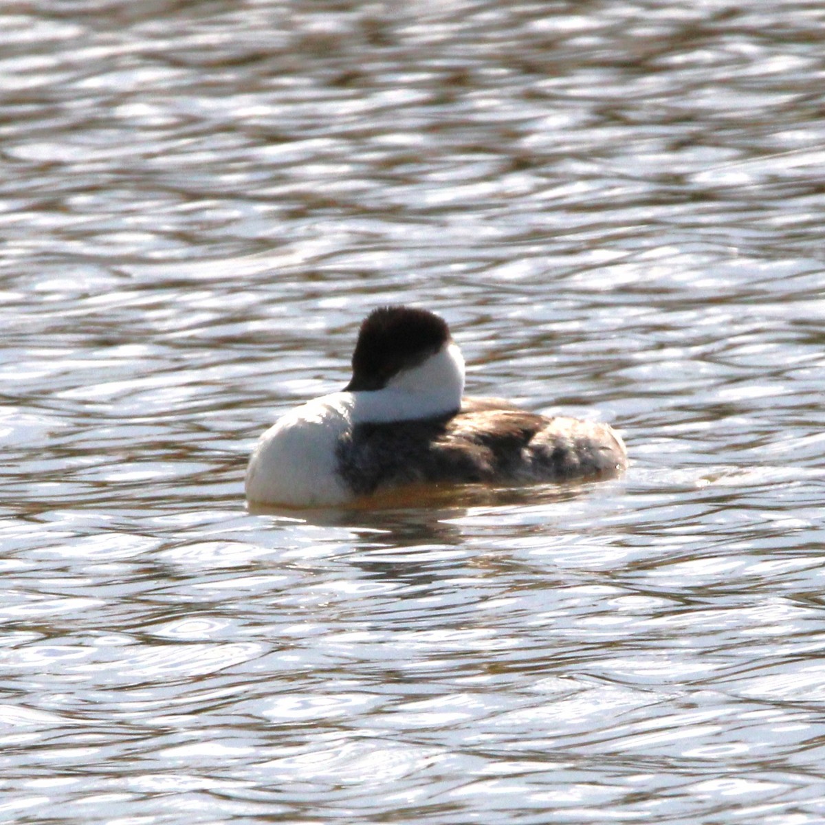 Western Grebe - ML643459546