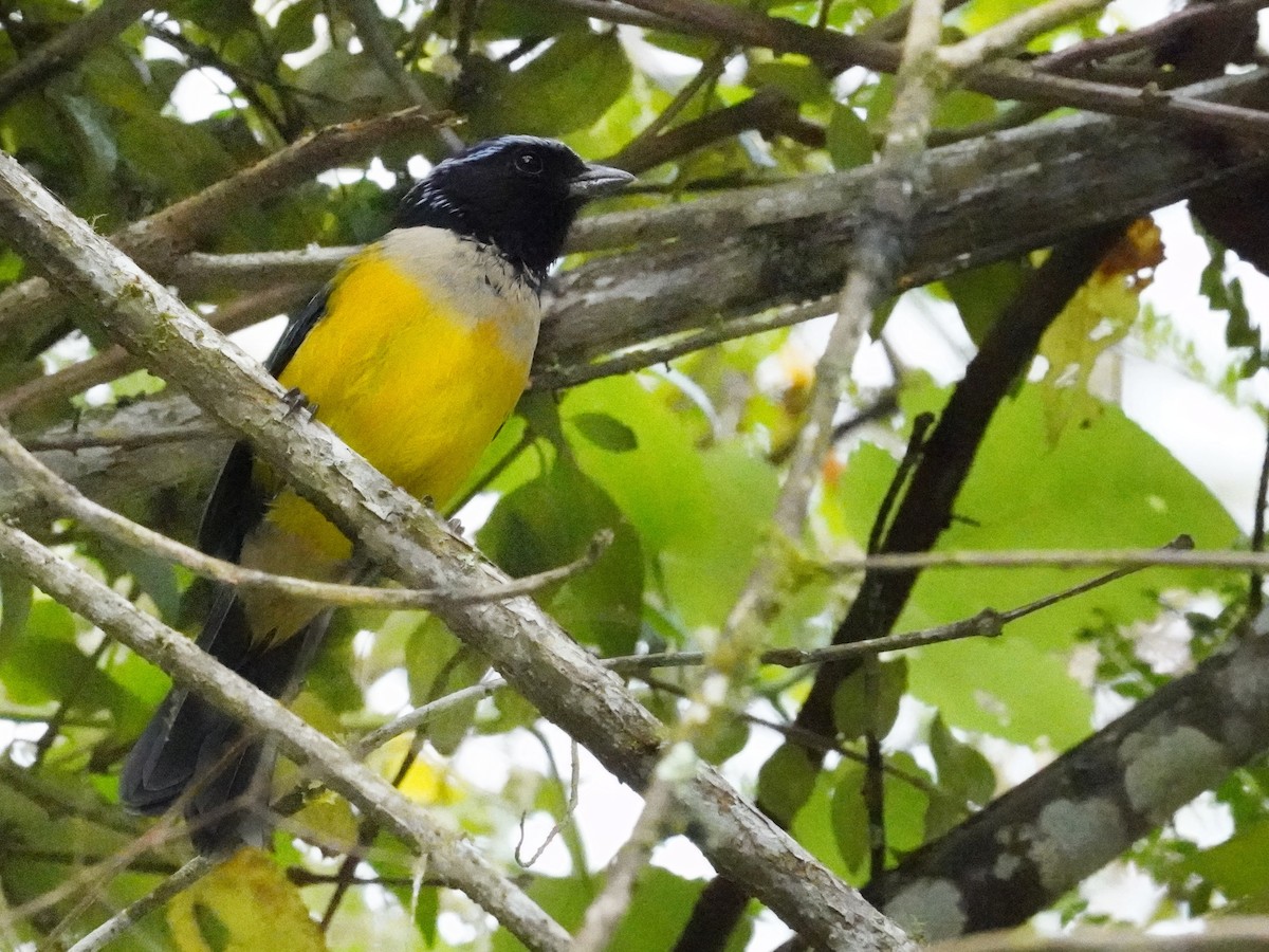 Buff-banded Mountain Tanager - ML643459554