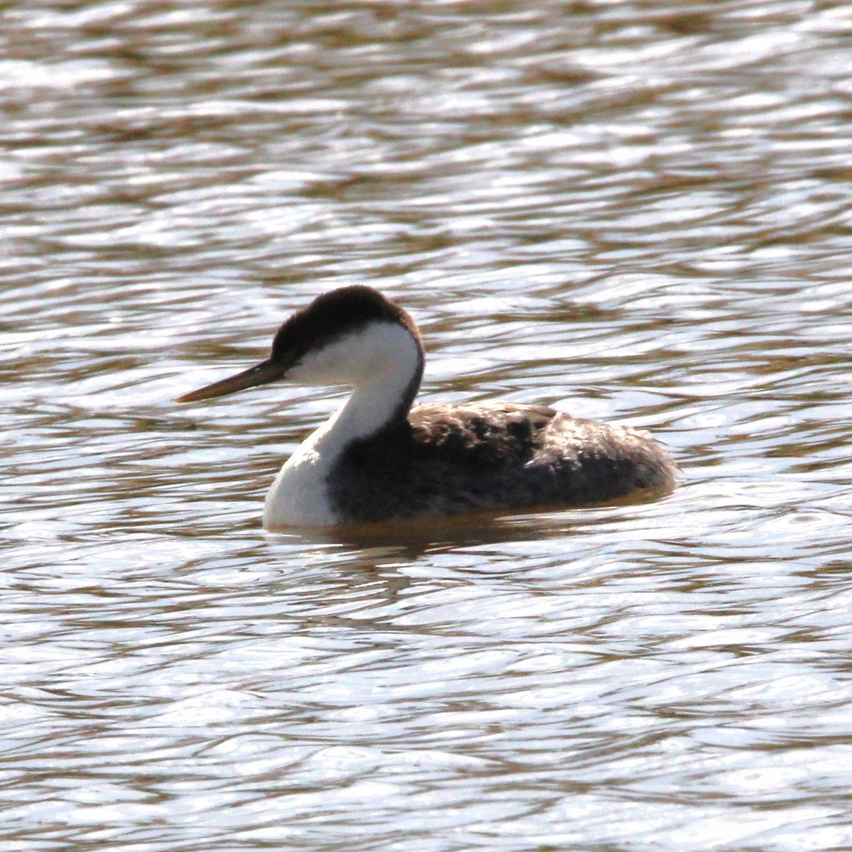 Western Grebe - ML643459557