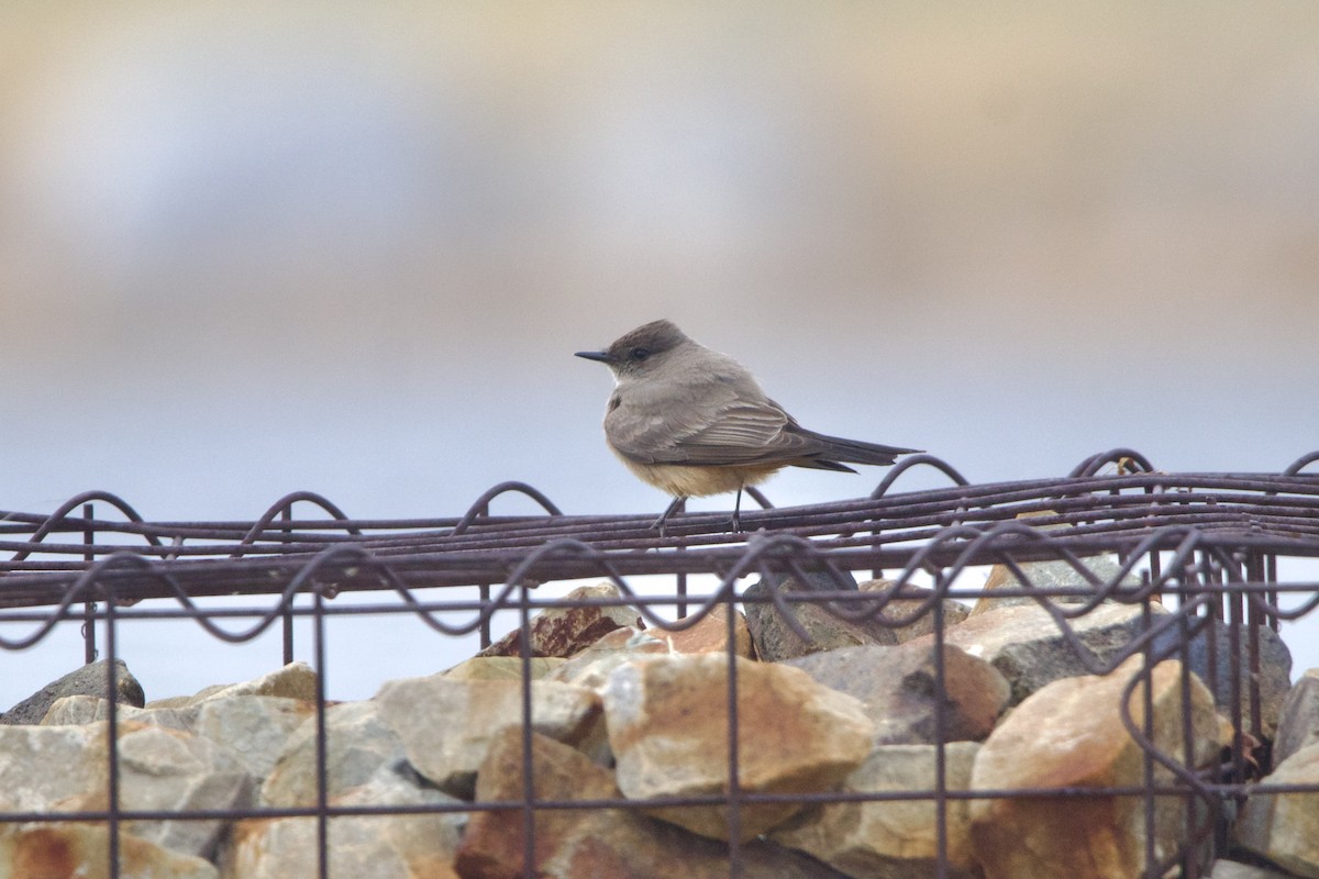 Say's Phoebe - ML643459566