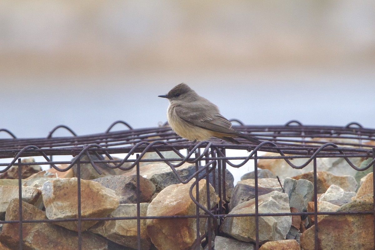 Say's Phoebe - ML643459567