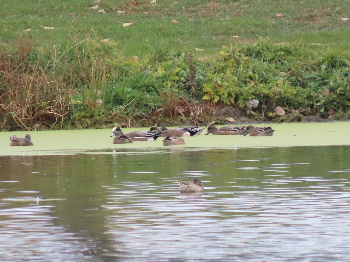 Canard d'Amérique - ML643459568