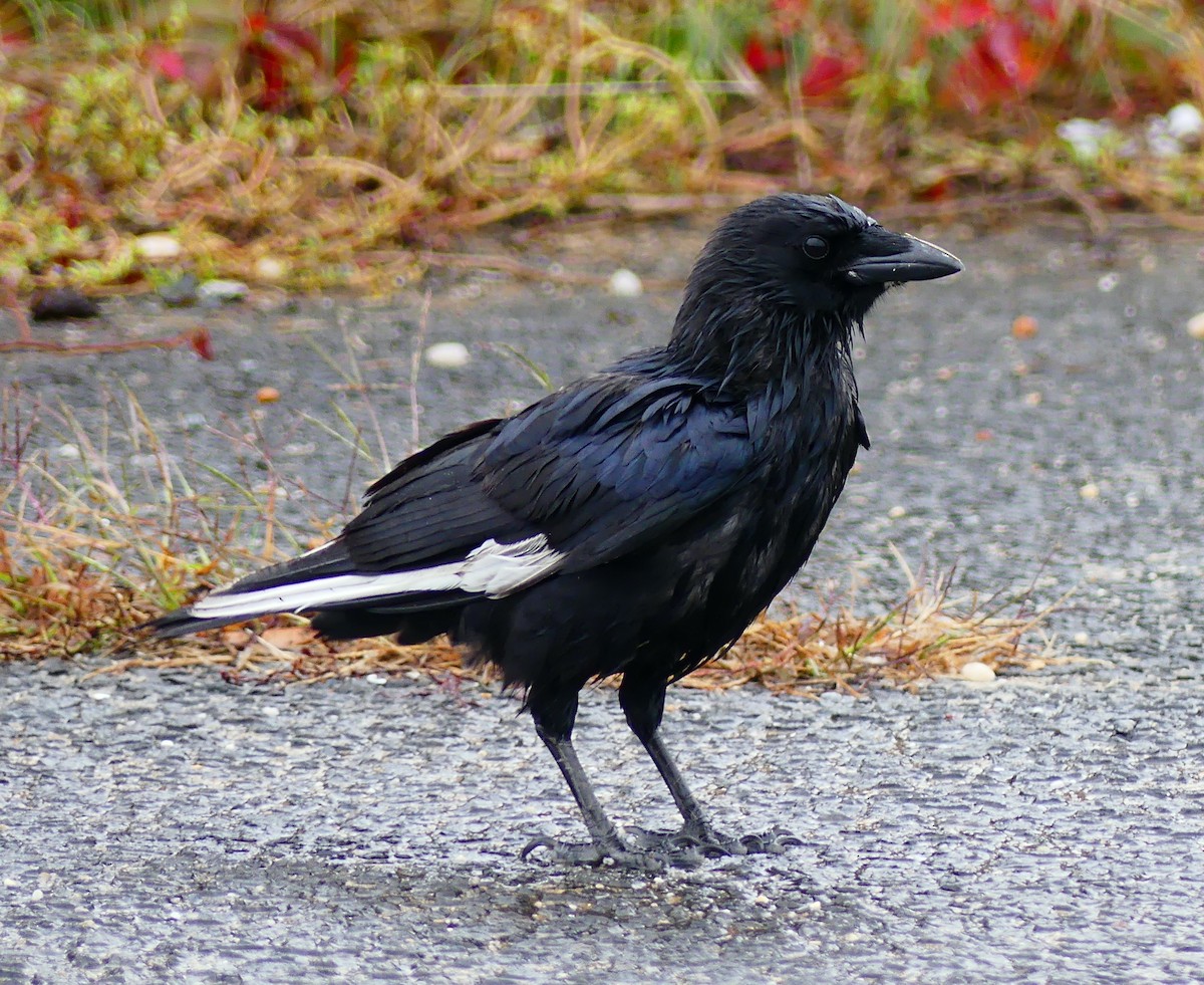 Amerikakrähe - ML643459594