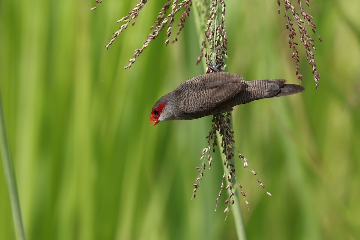 astrild vlnkovaný - ML643459595