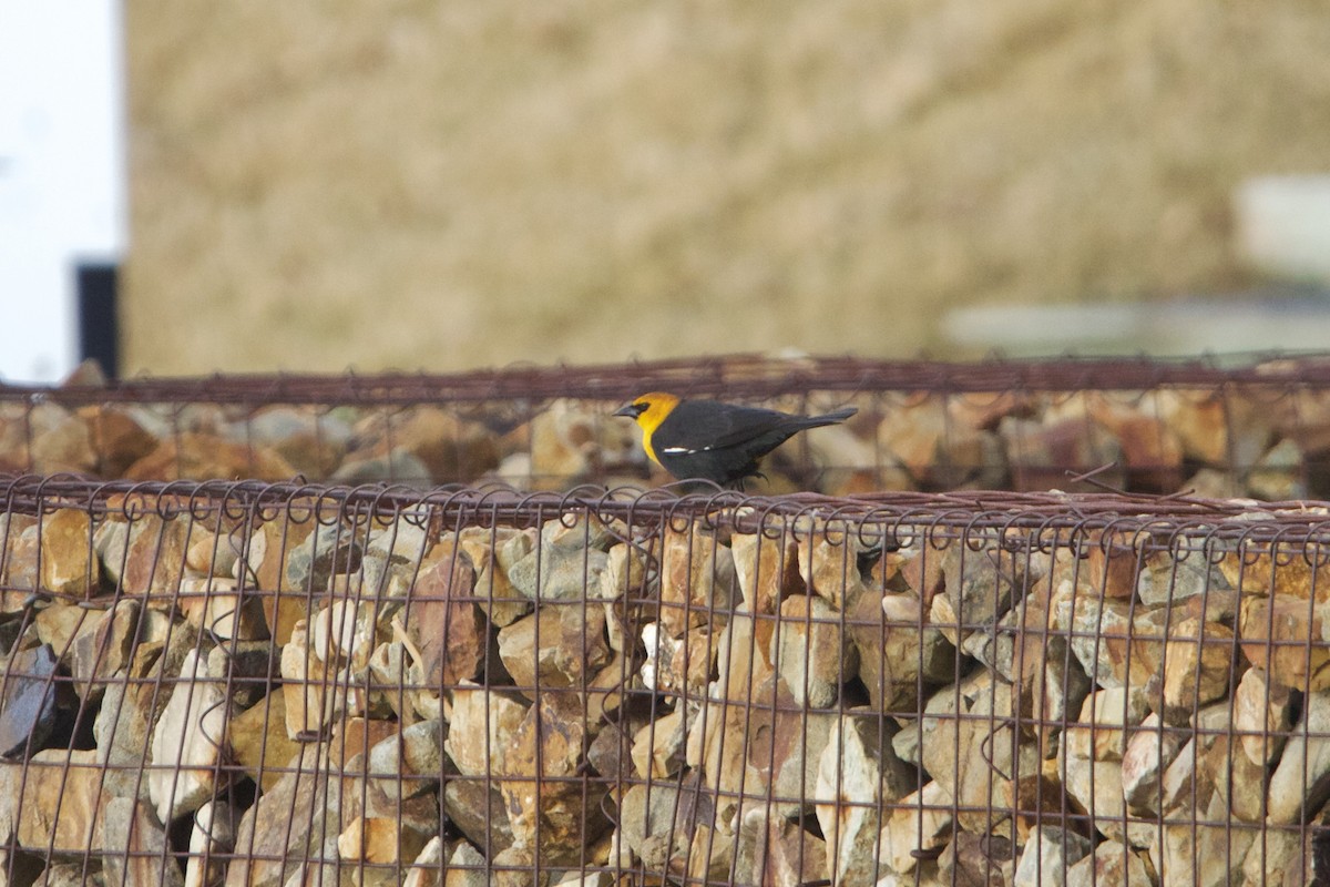 Yellow-headed Blackbird - ML643459596