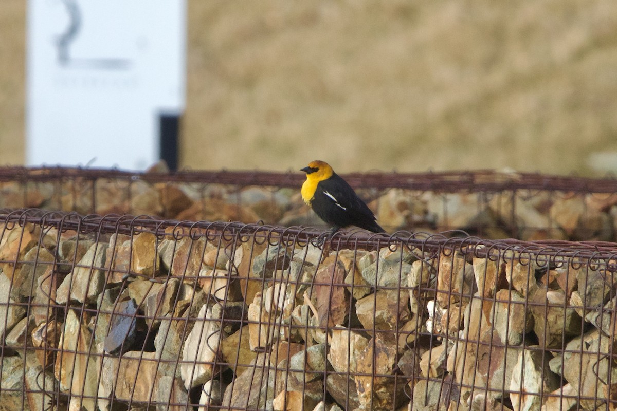 Yellow-headed Blackbird - ML643459597