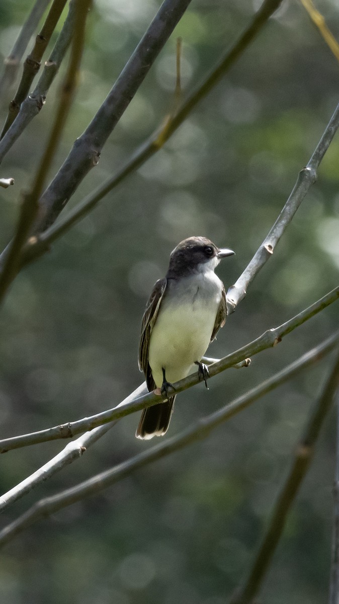 Snowy-throated Kingbird - ML643459602