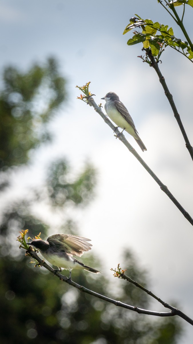 Snowy-throated Kingbird - ML643459605