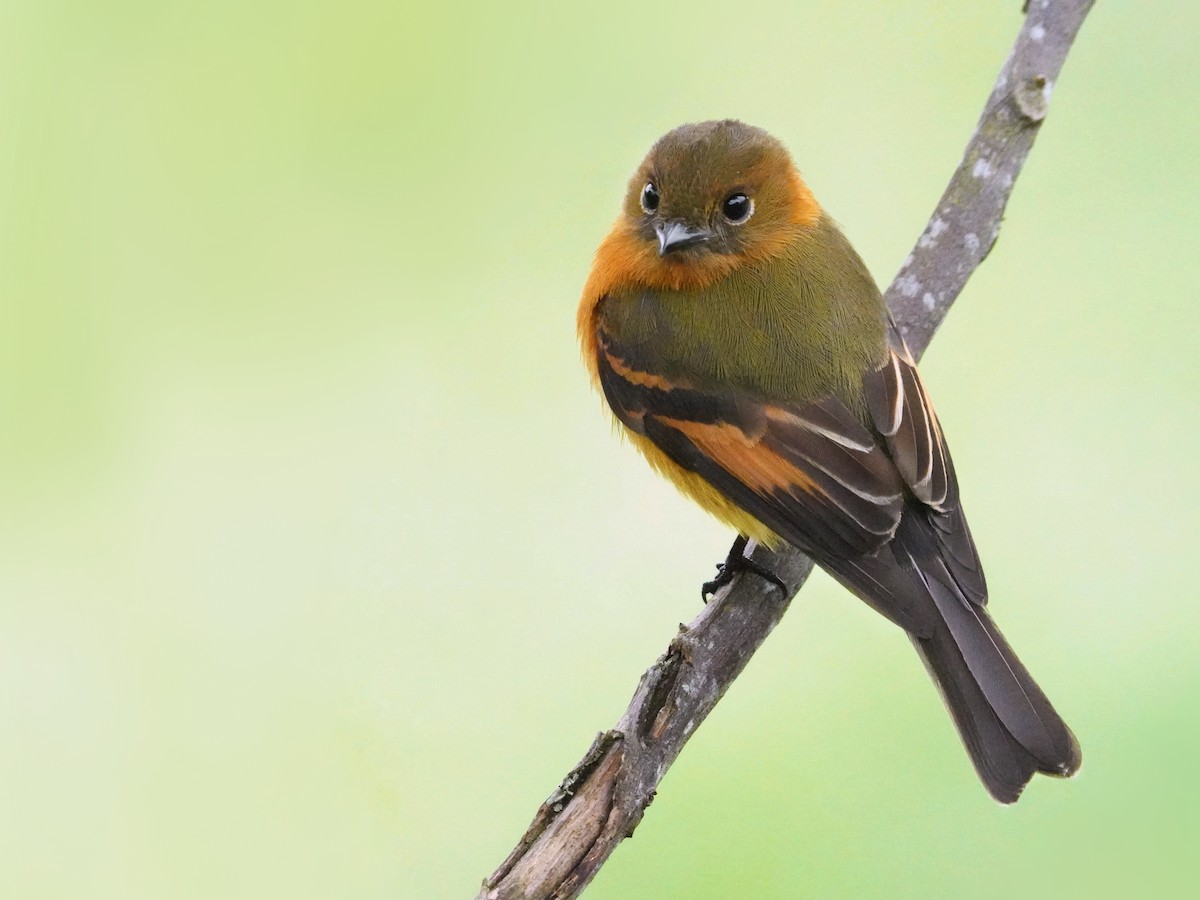 Cinnamon Flycatcher - ML643459609