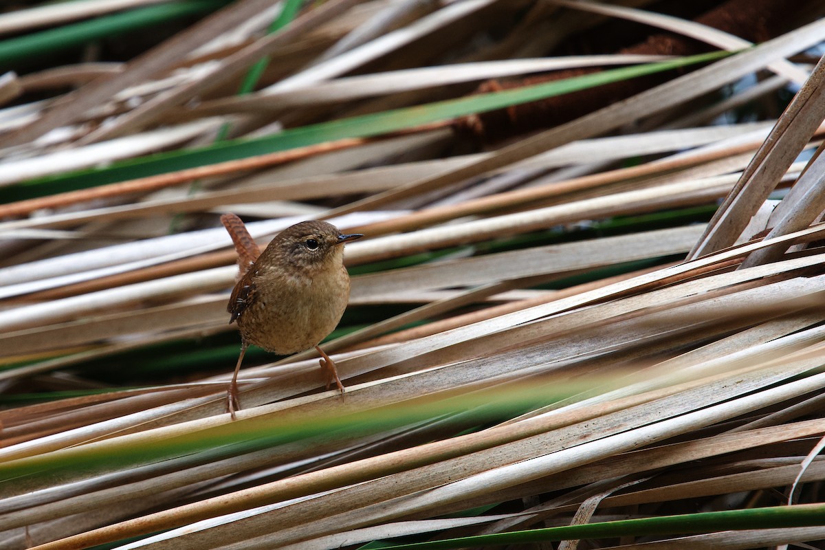 Winter Wren - ML643459610