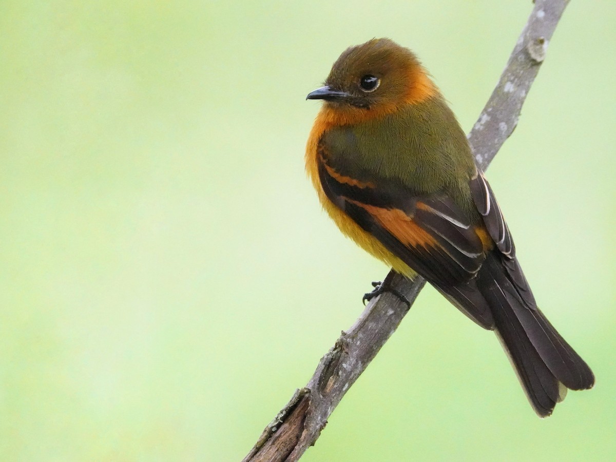 Cinnamon Flycatcher - ML643459611