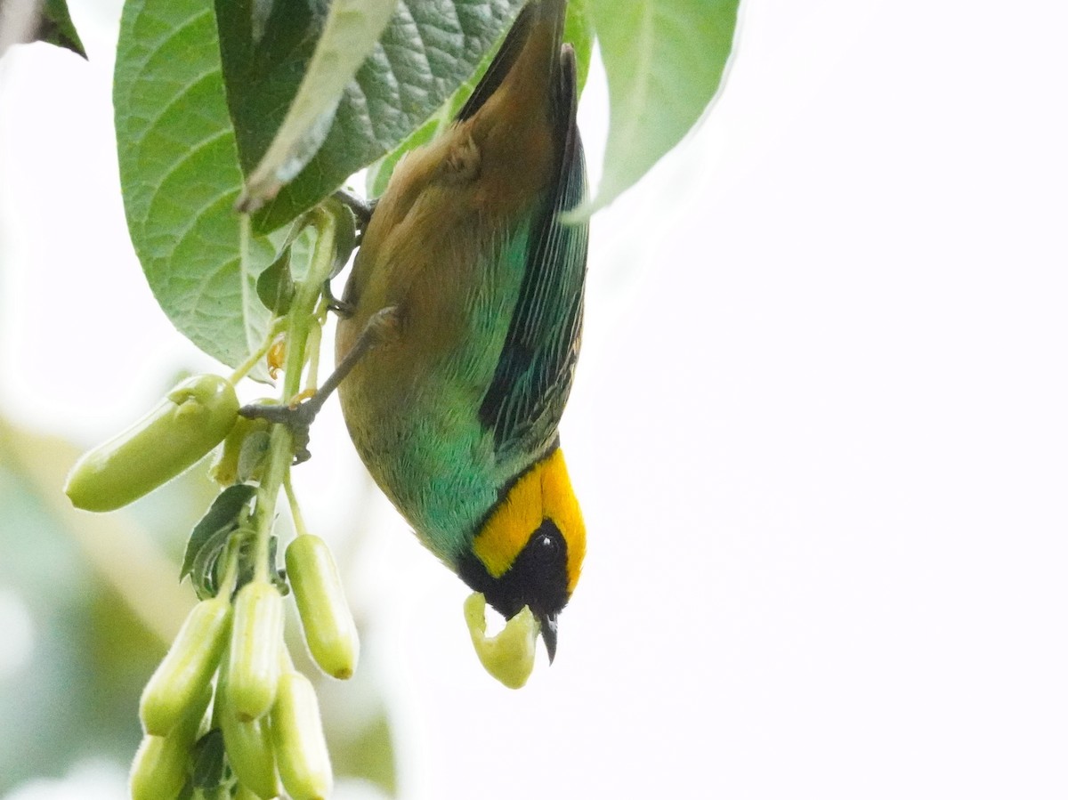 Saffron-crowned Tanager - ML643459619