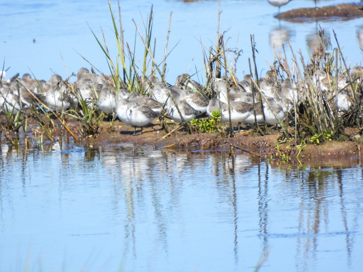 Western Sandpiper - ML643459628