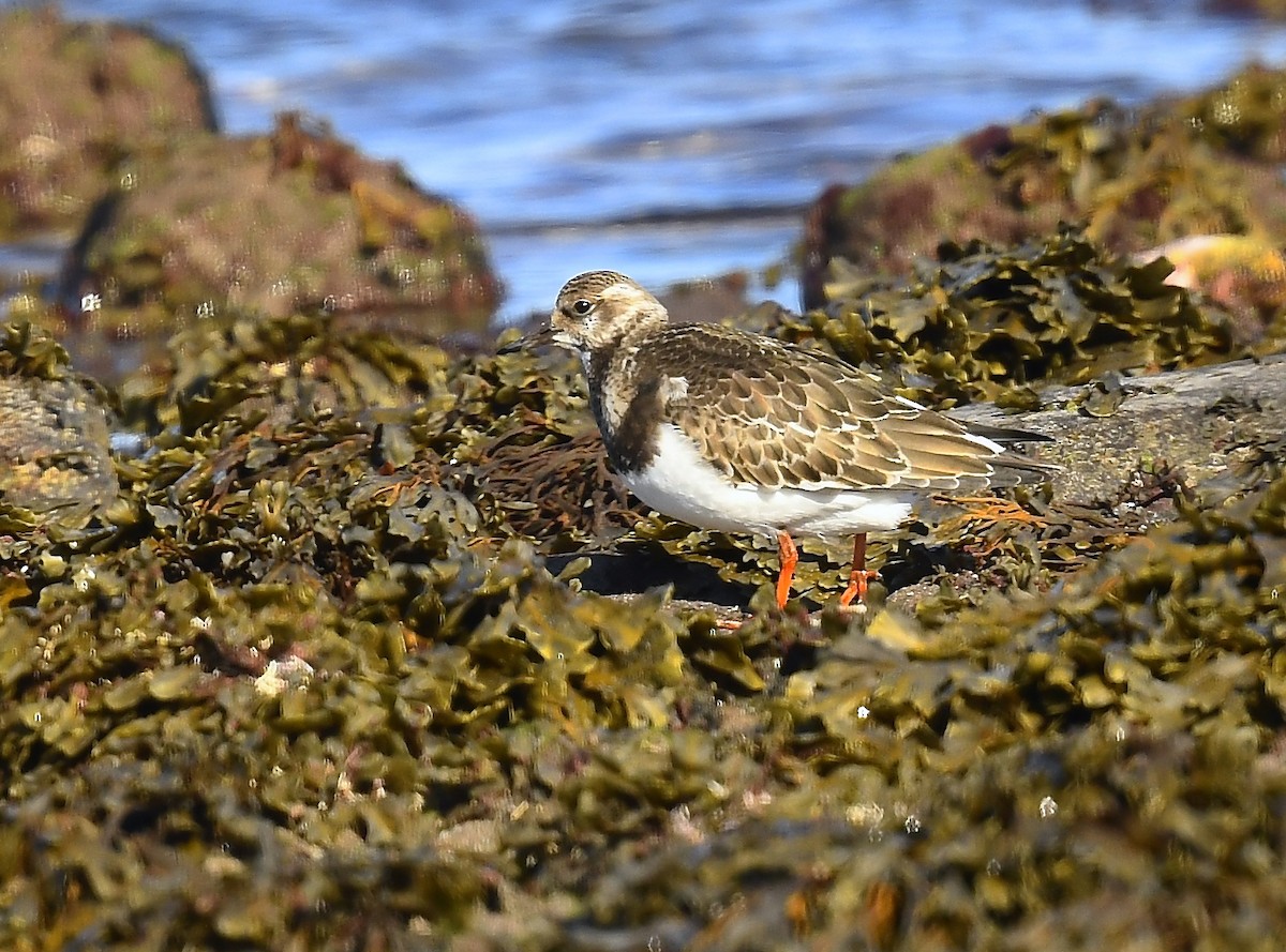 Ruddy Turnstone - ML643459635