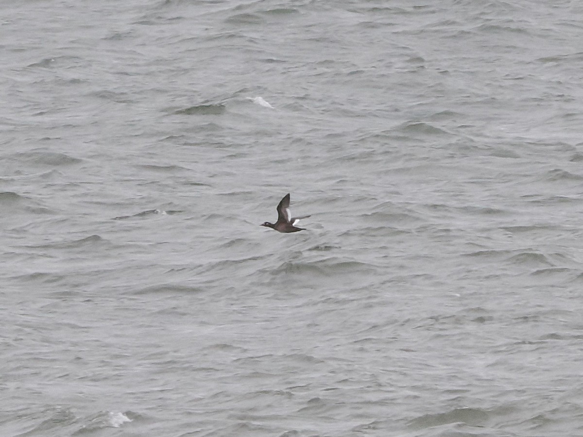 White-winged Scoter - ML643459641