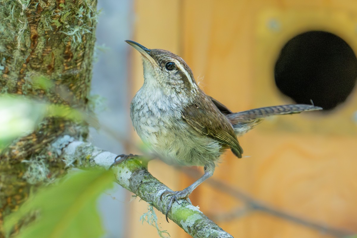 Bewick's Wren - ML643459645