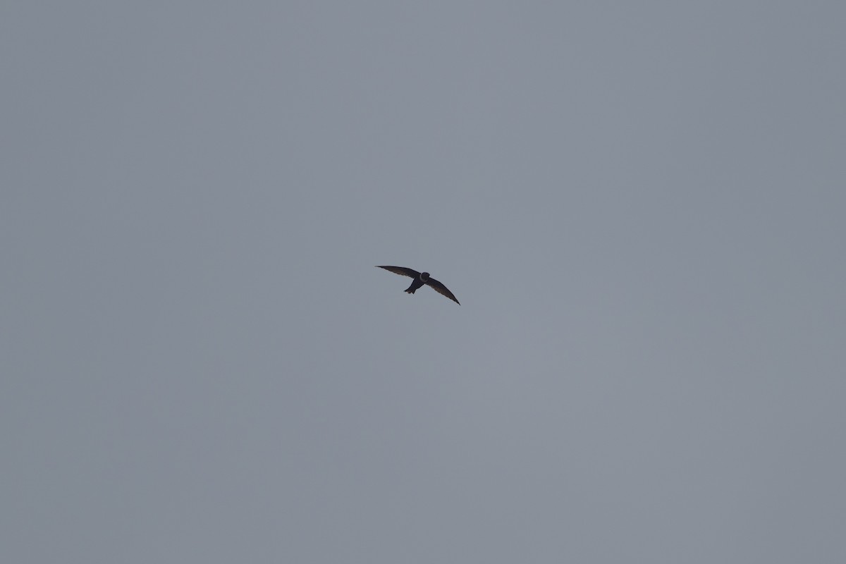 White-collared Swift - ML643459648