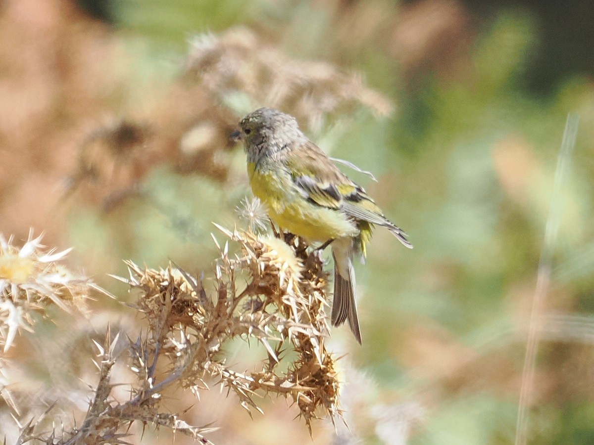 Corsican Finch - ML643459666