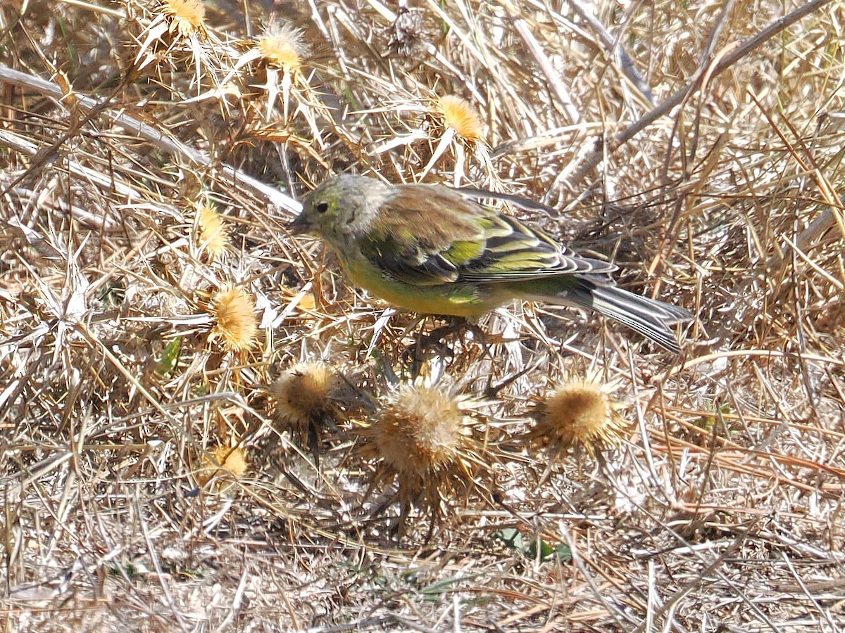Corsican Finch - ML643459667