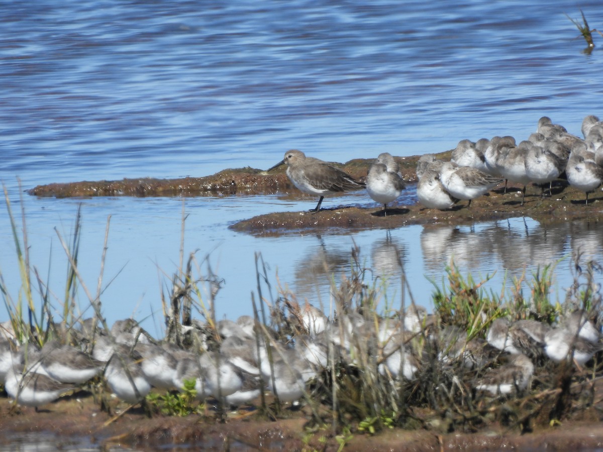 Western Sandpiper - ML643459711