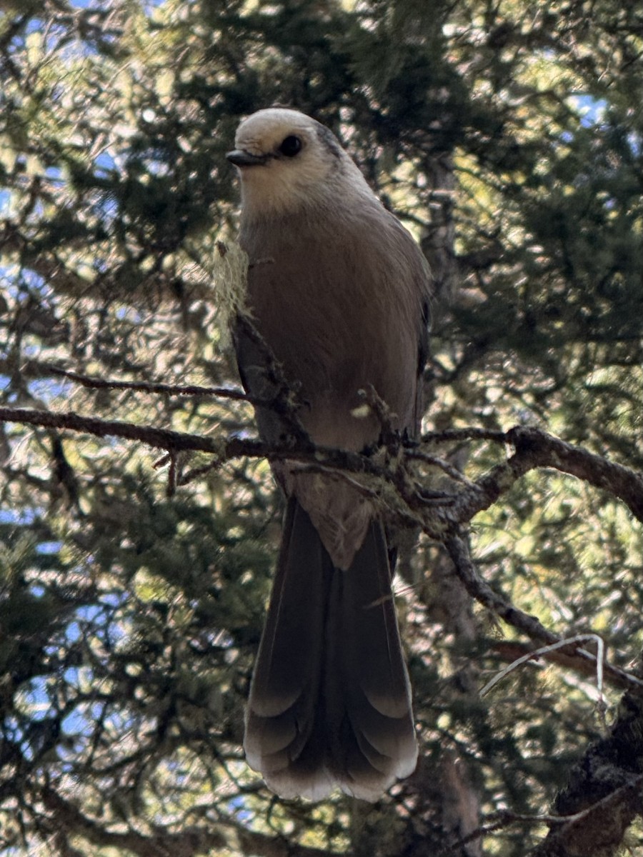 sojka šedá - ML643459727