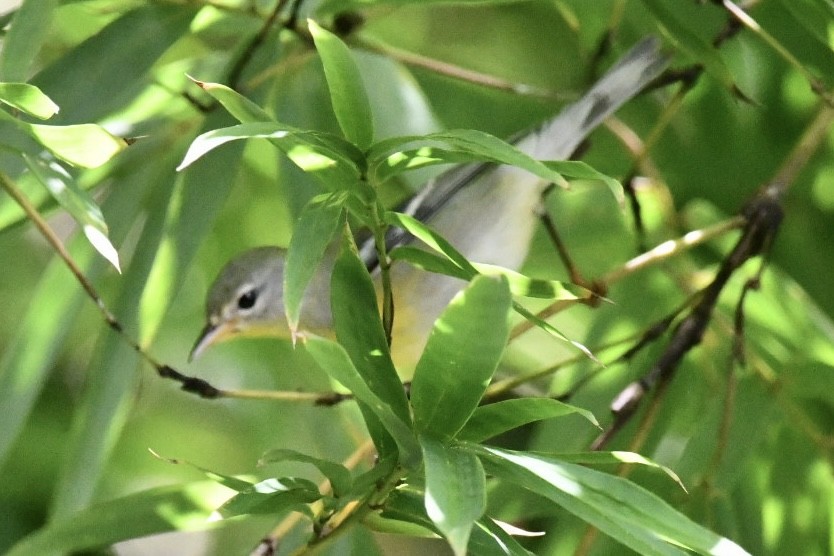 Northern Parula - ML643459729