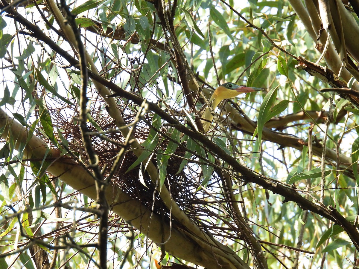 Whistling Heron - ML643459732