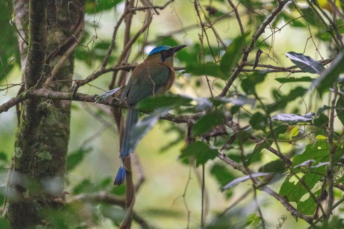 Momoto Capiazul - ML643459736