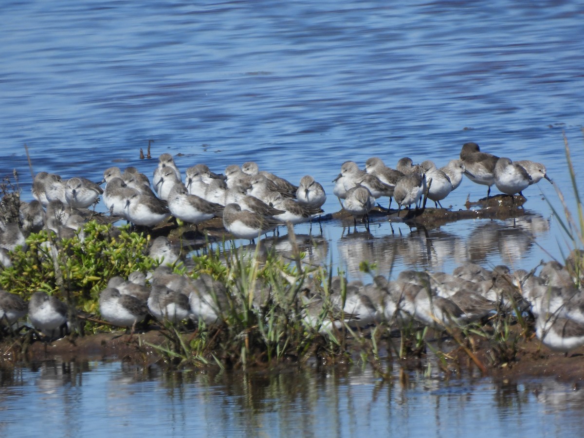 Western Sandpiper - ML643459754