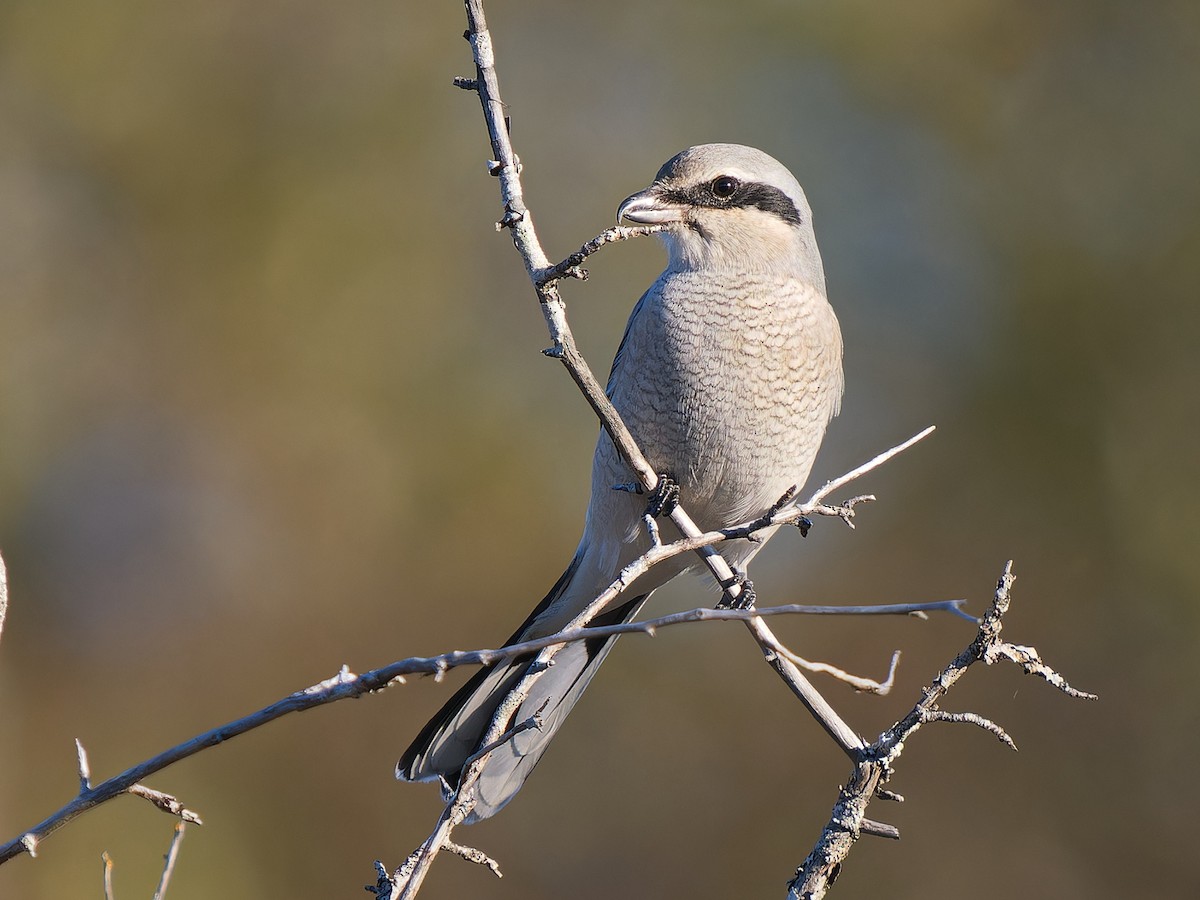 Alcaudón Boreal - ML643459762