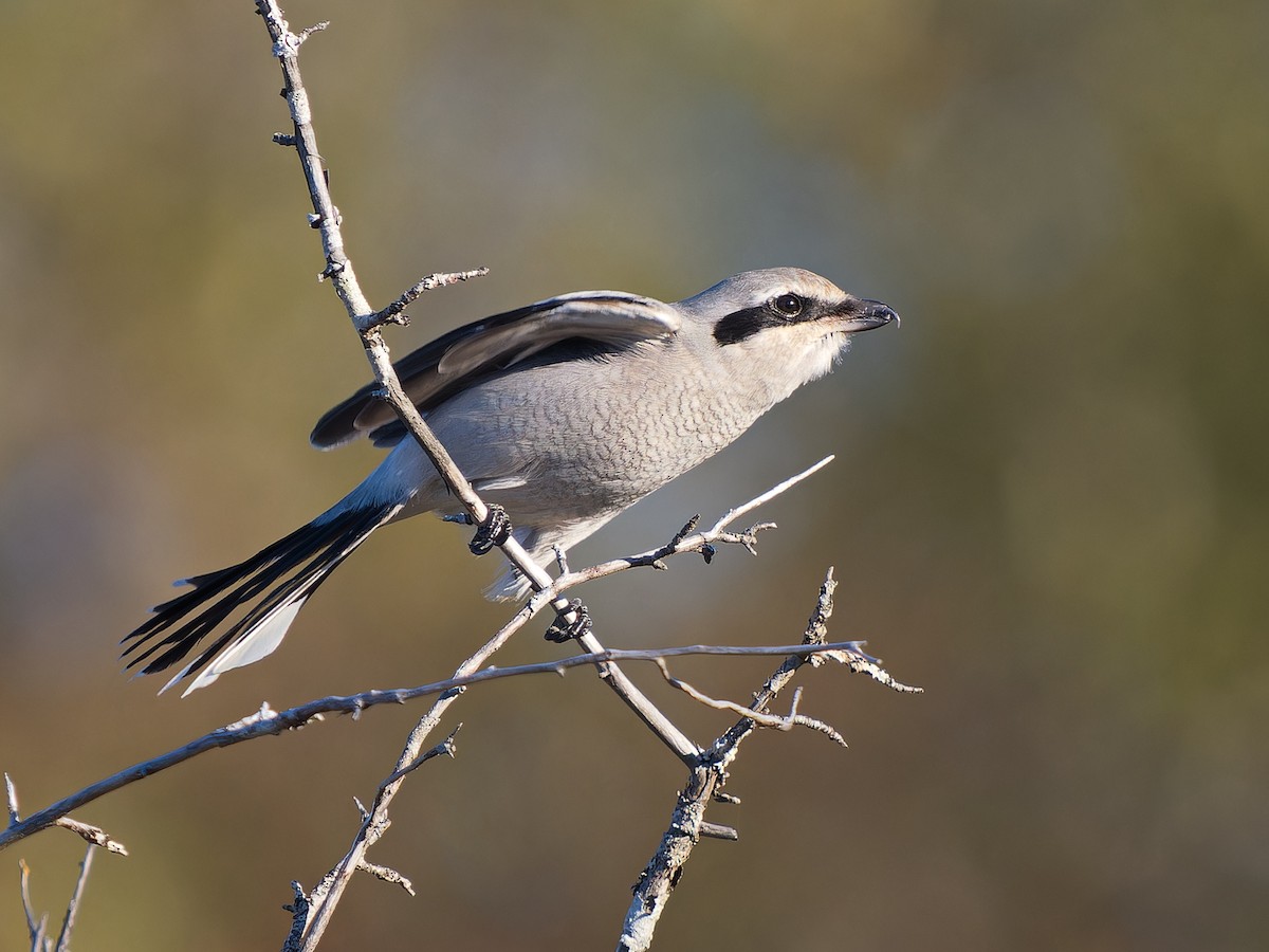 Alcaudón Boreal - ML643459764