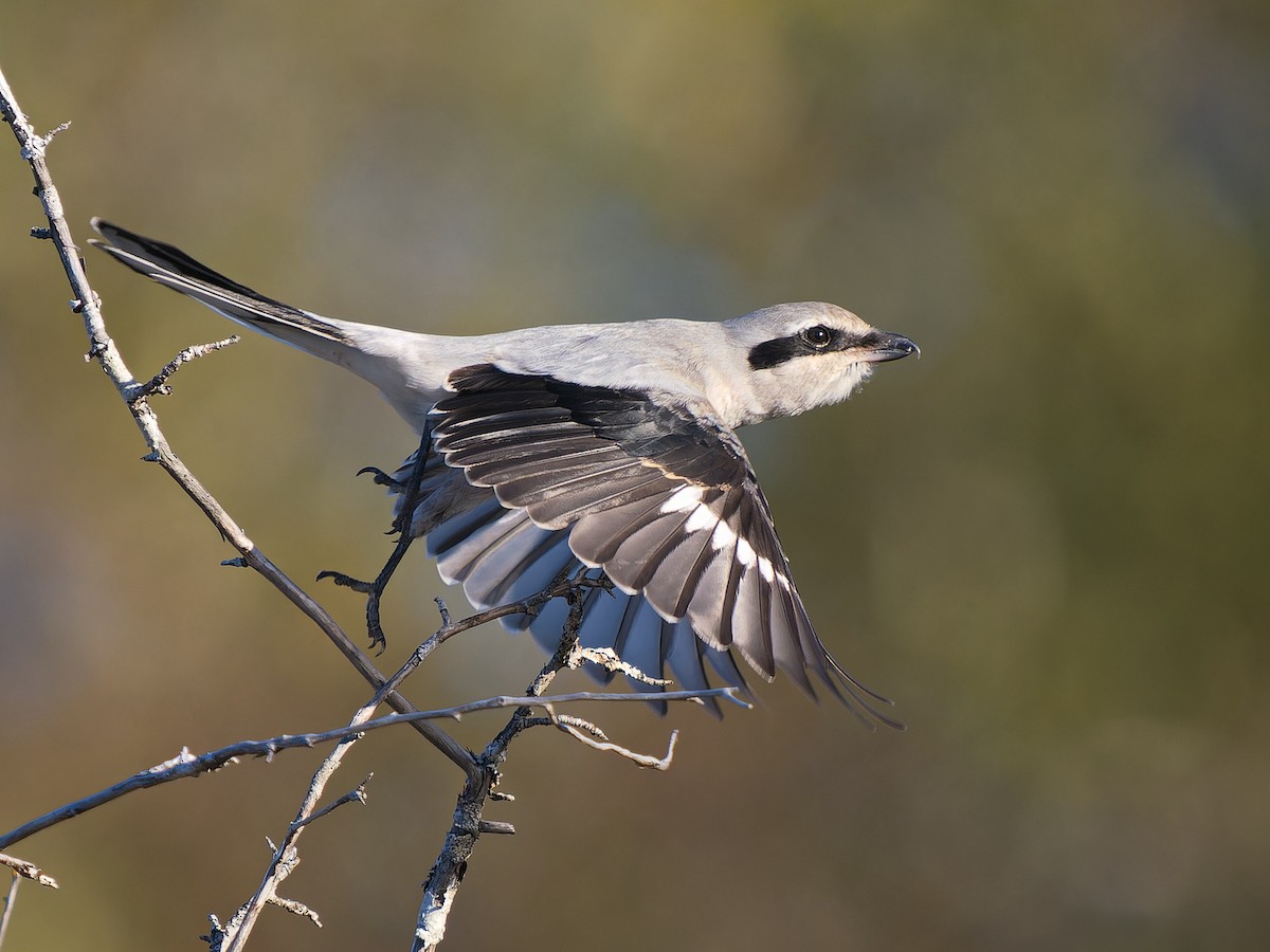 Alcaudón Boreal - ML643459768