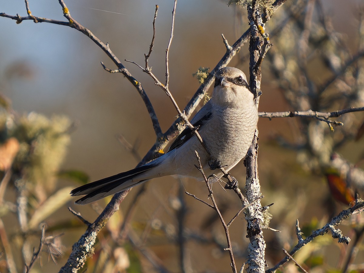 Alcaudón Boreal - ML643459769