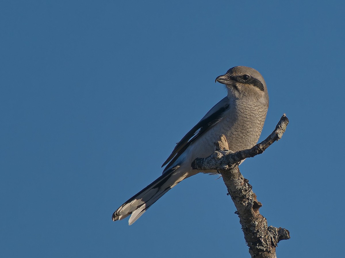 Alcaudón Boreal - ML643459770
