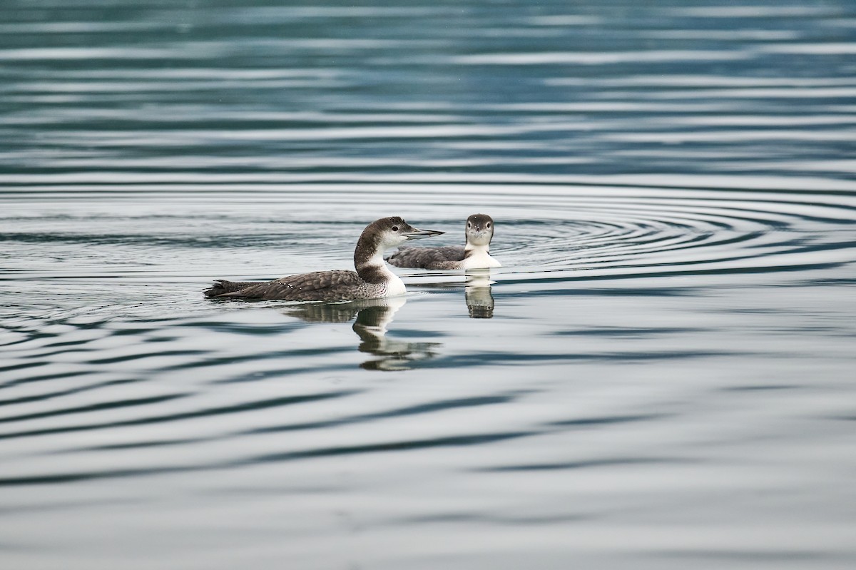 Common Loon - ML643459775