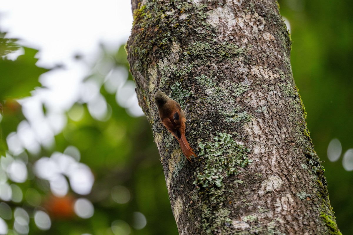 Olivaceous Woodcreeper - ML643459807