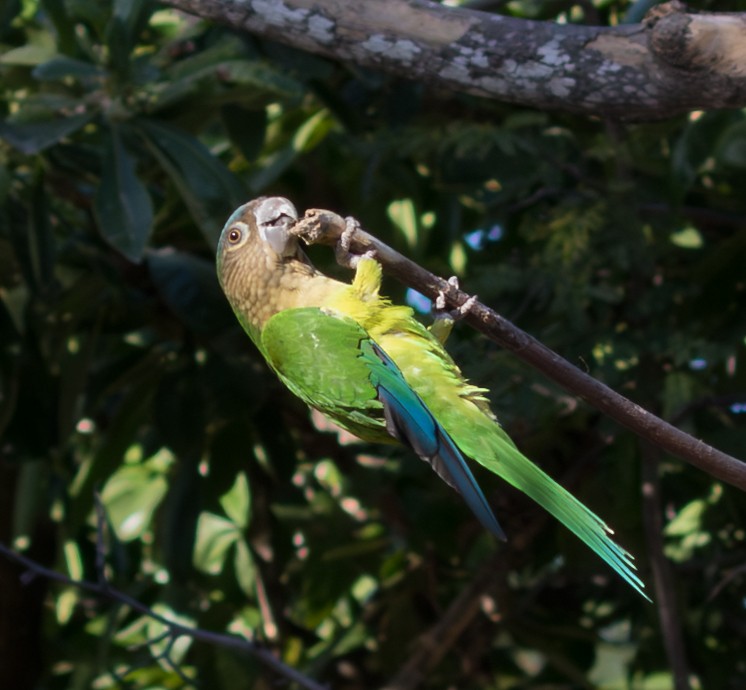 Brown-throated Parakeet - ML643459812