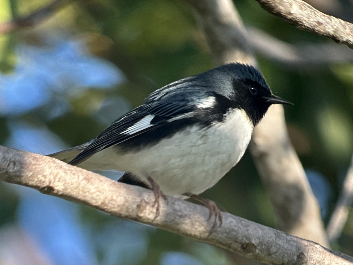 סבכון שחור-גרון - ML643459813