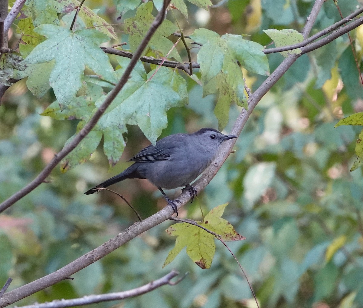 Gray Catbird - ML643459820