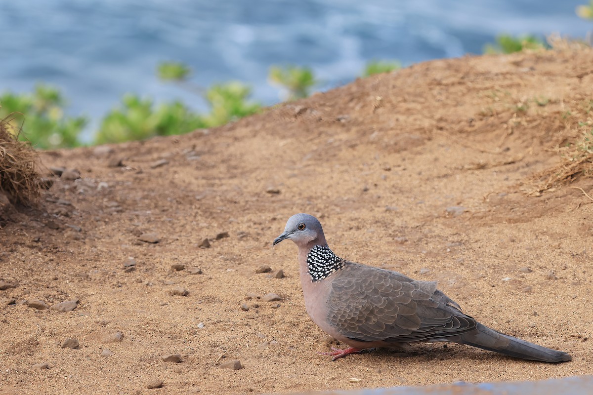 hrdlička kropenatá - ML643459828